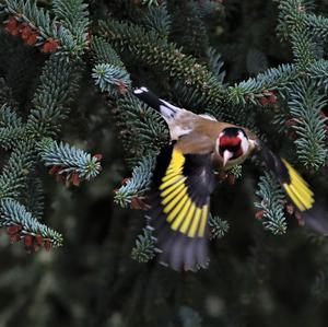 European Goldfinch