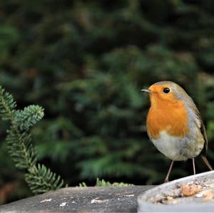 European Robin