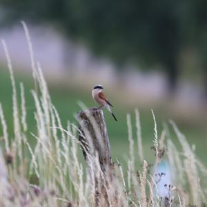 Red-backed Shrike