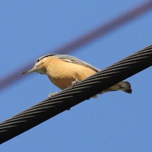 Wood Nuthatch