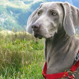 Weimaraner