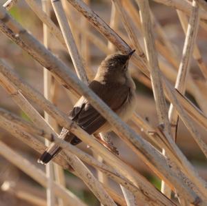 Eurasian Reed-warbler