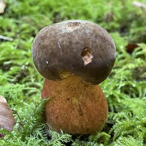 Dotted-stem Bolete