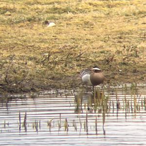 Garganey