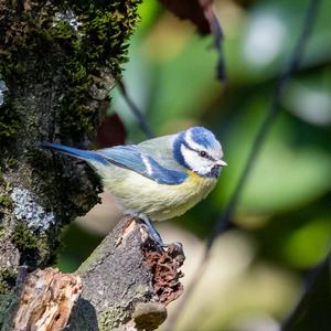 Blue Tit