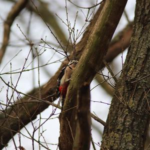 Great Spotted Woodpecker