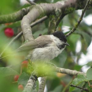 Willow Tit