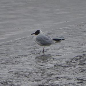 Black-headed Gull