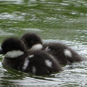 Common Goldeneye