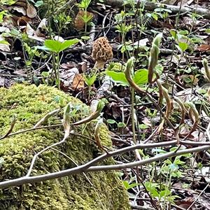 Yellow Morel