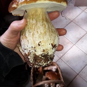 King Bolete