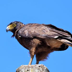 Crested Serpent-eagle