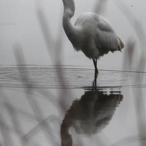 Great Egret