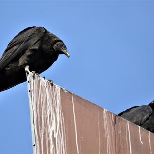 Black Vulture