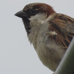 House Sparrow