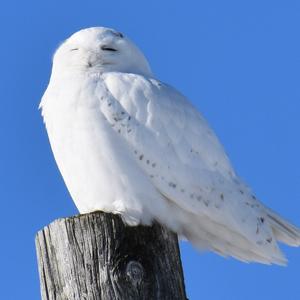 Snowy Owl