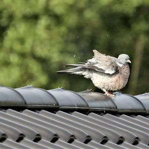 Common Wood-pigeon