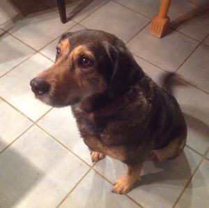 Unknown Breed