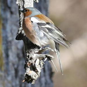 Eurasian Chaffinch