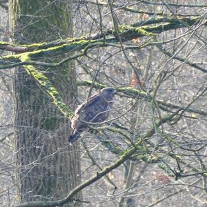 Common Buzzard