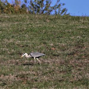 Grey Heron