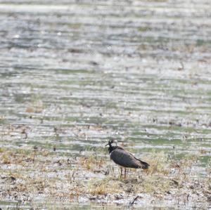 Northern Lapwing