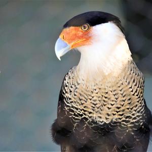 Crested Caracara