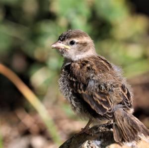 House Sparrow