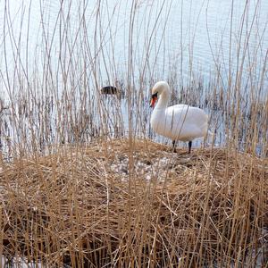 Mute Swan