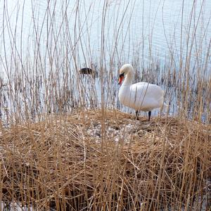 Höckerschwan