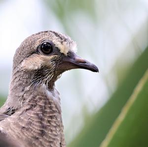 Mourning Dove