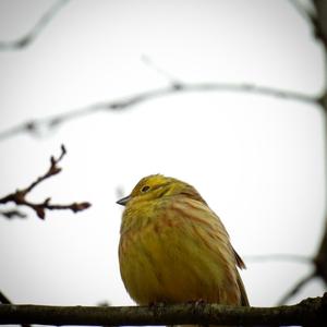 Yellowhammer