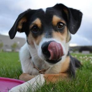 Unknown Breed