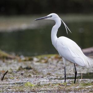 Little Egret