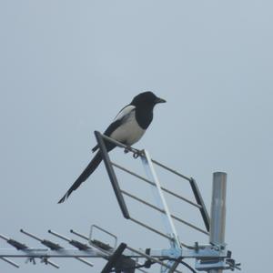 Black-billed Magpie