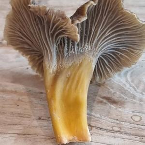 Trumpet Chanterelle