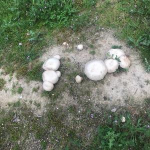 Unbekannte Art