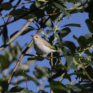 Bonelli's Warbler