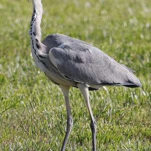 Grey Heron