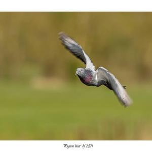 Rock Pigeon