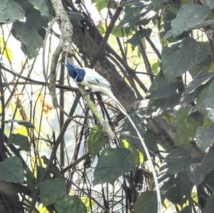 Asian Paradise-flycatcher