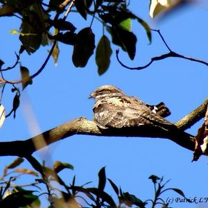 Eurasian Nightjar