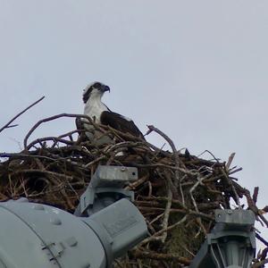 Osprey