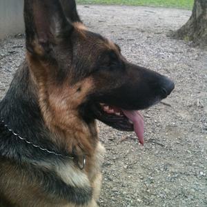 German Shepherd