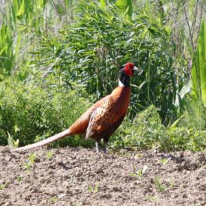 Common Pheasant