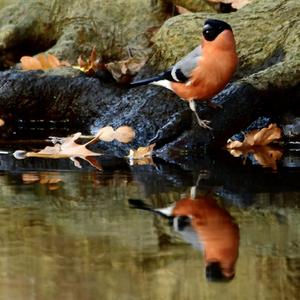 Eurasian Bullfinch