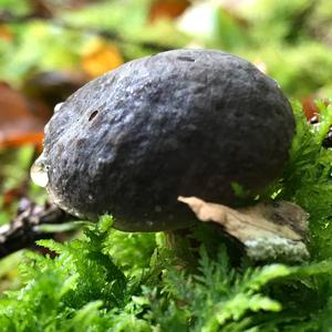 Yellow-cracked Bolete