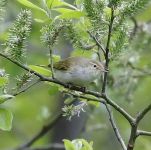 Bonelli's Warbler