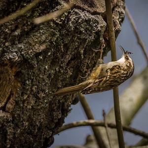 Short-toed Treecreeper