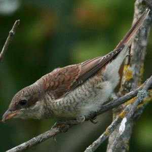 Red-backed Shrike